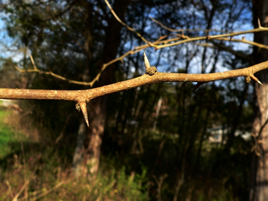 {Maclura pomifera}